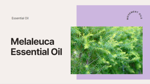 Melaleuca Oil
